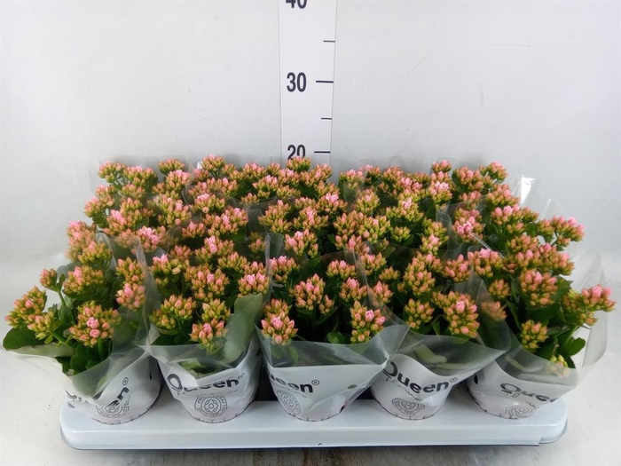 <h4>Kalanchoe  'RoseFlow Esme'</h4>