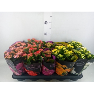 Kalanchoe blos. 'Perfecta'  ..mix 5