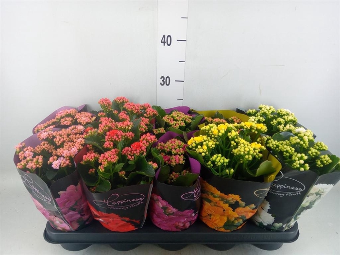<h4>Kalanchoe blos. 'Perfecta'  ..mix 5</h4>