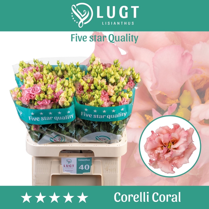 <h4>EUSTOMA RUSS. DU 'CORELLI CORAL'</h4>