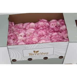 LISIANTHUS FLOR ROSA