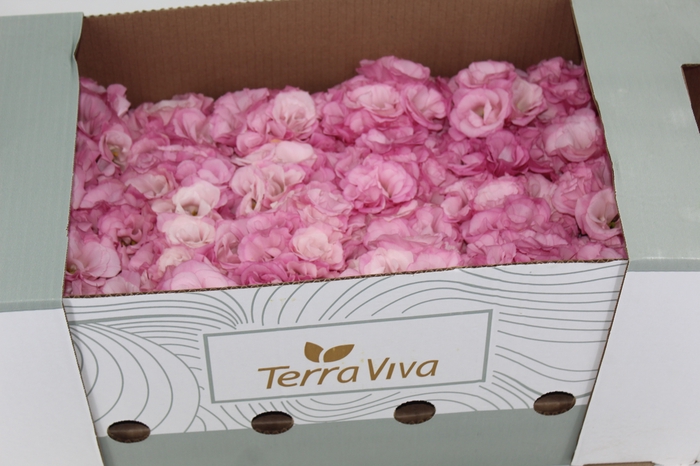LISIANTHUS FLOR ROSA