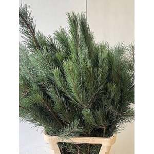 PINUS ALASKA 100CM PER STEM