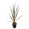Cordyline australis 'Variegata'
