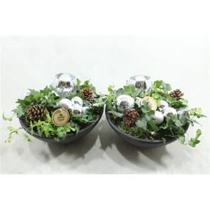 0023 EBBI ZILVER HEDERA