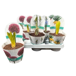BOLBLOEMEN GEM