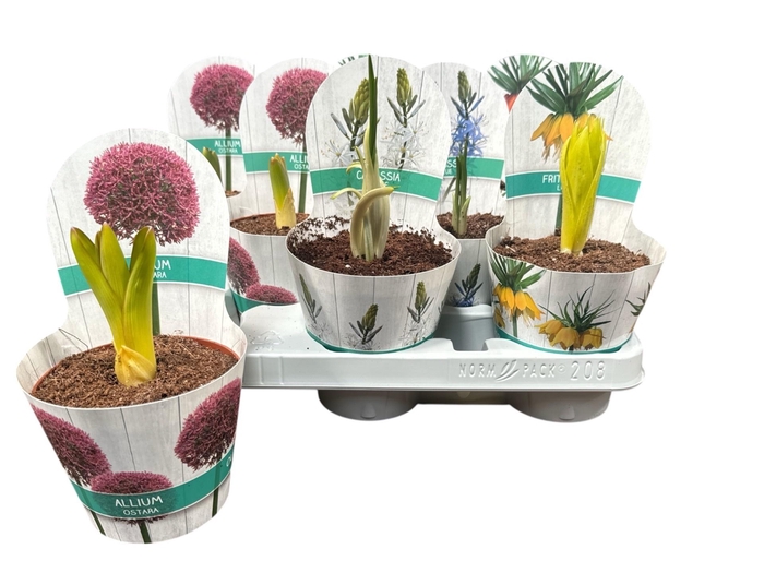 <h4>BOLBLOEMEN GEM</h4>