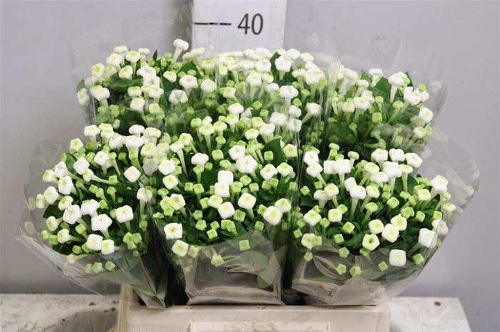 <h4>Bou En Whi Sensation</h4>