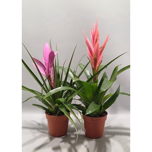 Tillandsia gemengd (Met Hoes)