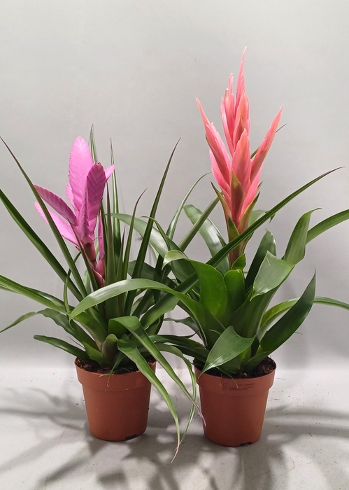 <h4>Tillandsia gemengd (Met Hoes)</h4>