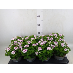 Pelargonium gran.   ..