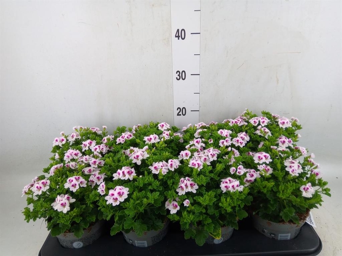 <h4>Pelargonium gran.   ..</h4>