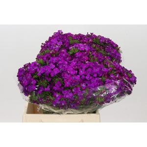 Dianthus Br Amazon Neon Purple