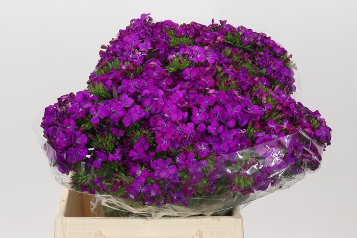 <h4>Dianthus Br Amazon Neon Purple</h4>