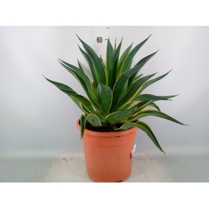 Agave   ...