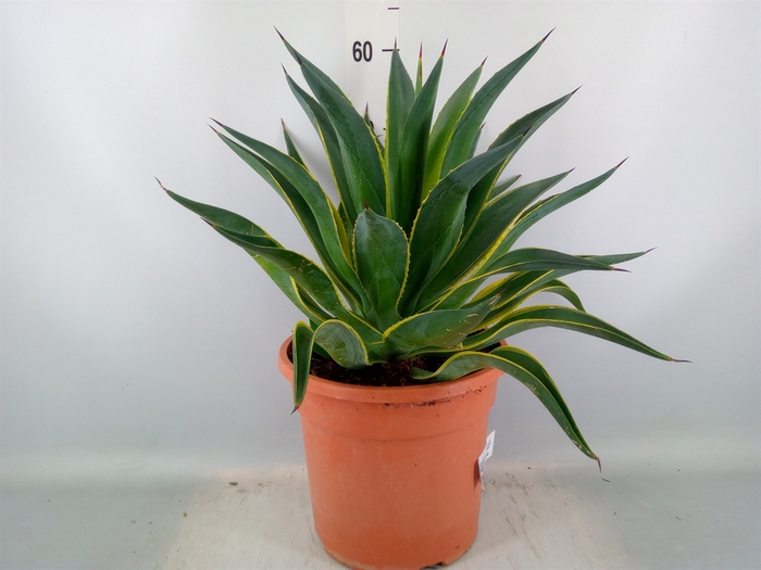 <h4>Agave   ...</h4>