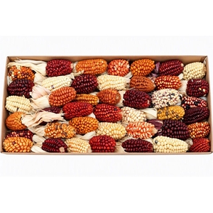 Zea Mays Small Mix