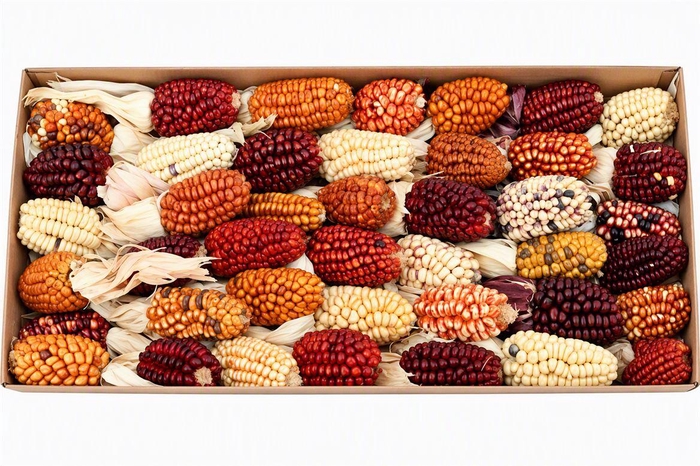 <h4>Zea Mays Small Mix</h4>
