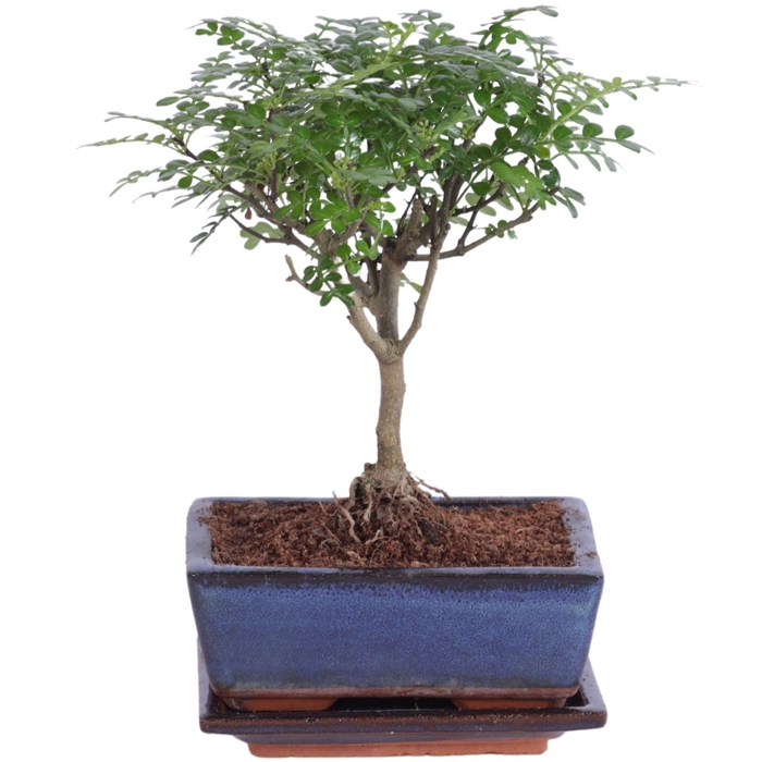<h4>Bonsai 'Zanthoxylum' in ø15cm Ceramic Ball Shape with Saucer</h4>