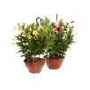 DIPLADENIA PICOLI C21 VARIADO