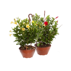 DIPLADENIA PICOLI C21 VARIADO