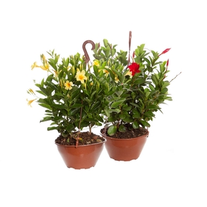 DIPLADENIA PICOLI C21 VARIADO
