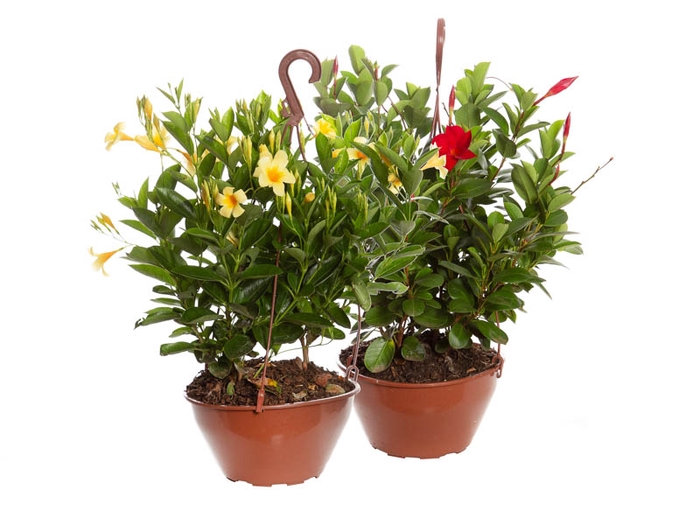 <h4>DIPLADENIA PICOLI C21 VARIADO</h4>