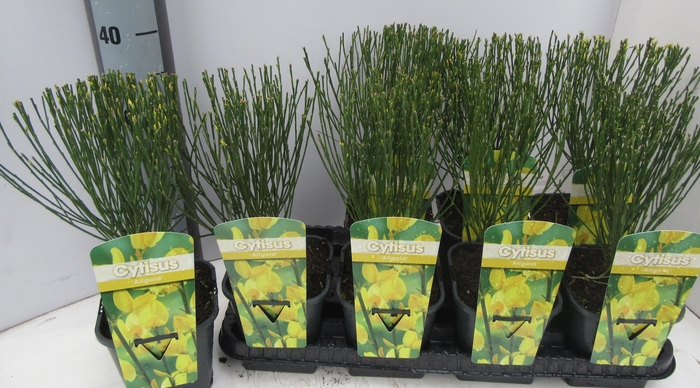 <h4>CYTI PR ALLGOLD</h4>