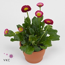 Bellis p14 TST pot Red