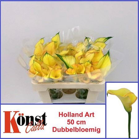 <h4>ZANT HOLLAND ART</h4>