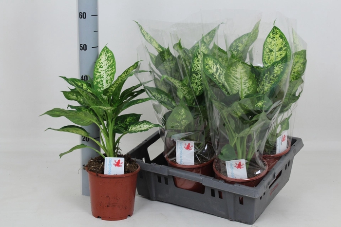 <h4>DIEFF COMPACTA</h4>