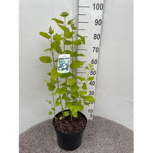 Hydrangea arb. Annabelle 50-60 cm struik P26 C7,5