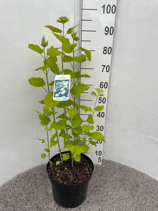<h4>Hydrangea arb. Annabelle 50-60 cm struik P26 C7,5</h4>