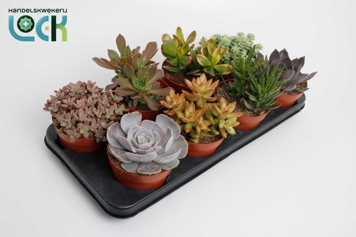 <h4>Succulenten Mix UK</h4>
