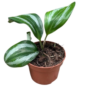 Alocasia Overig Scaphochlamys Scintillans Ooi