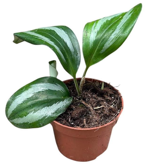 <h4>Alocasia Overig Scaphochlamys Scintillans Ooi</h4>