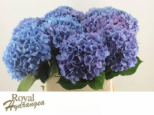 <h4>HYDR M CH PIMPERNEL</h4>