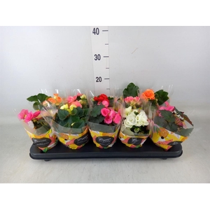 Begonia elat. DU   ...mix