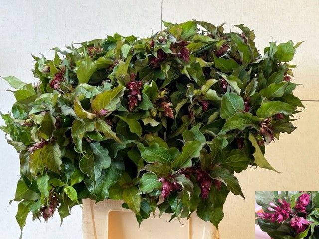 <h4>LEYCESTERIA FORMOSA</h4>