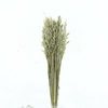 Dried Avena Wild Natural Green
