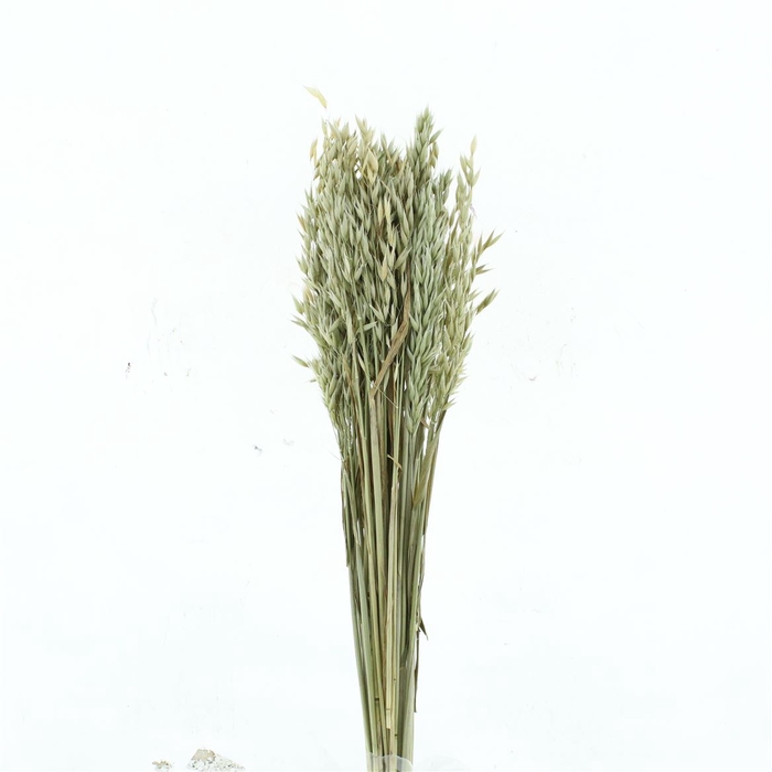 Dried Avena Wild Natural Green