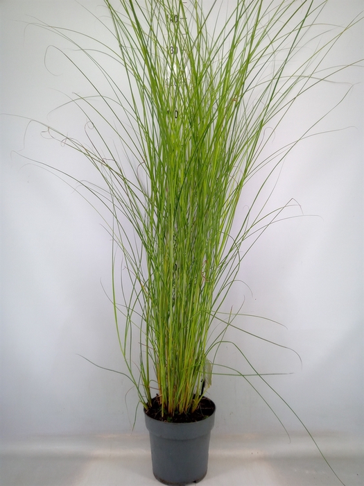 <h4>Miscanthus sin. 'Gracillimus'</h4>