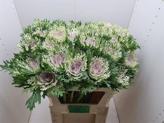 <h4>BRASS CRANE KING</h4>