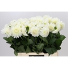 Dahlia Boom Boom White