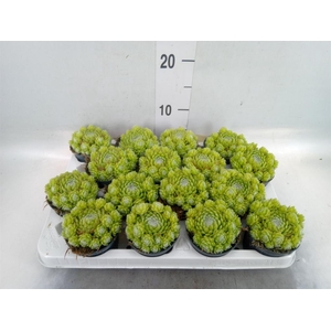 Sempervivum   ...
