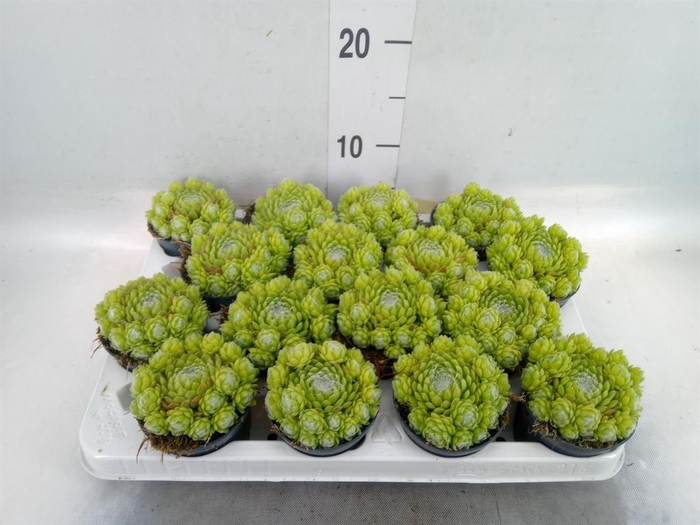 <h4>Sempervivum   ...</h4>