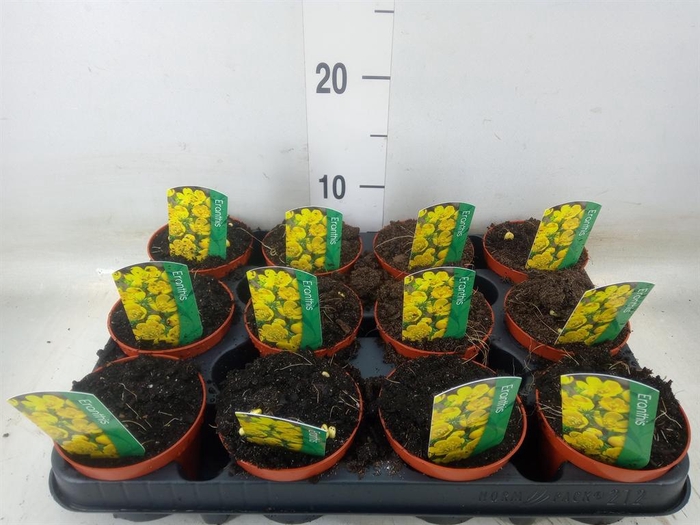 <h4>Eranthis hyemalis</h4>