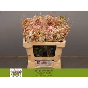 SYR HY MAIDENS BLUSH