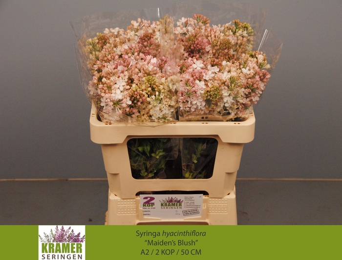 <h4>SYR HY MAIDENS BLUSH</h4>