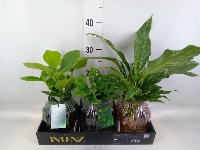 <h4>Planten  ..mix</h4>